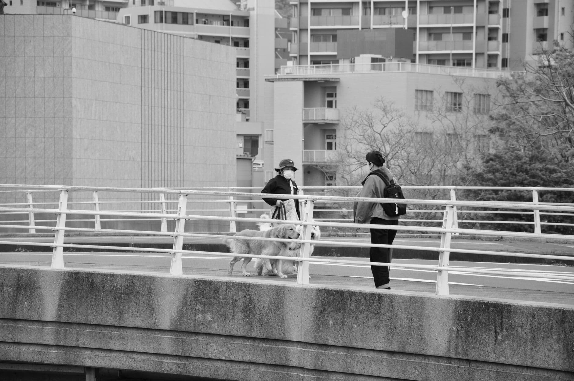 Zwei Menschen unterhalten sich mit ihren Hunden