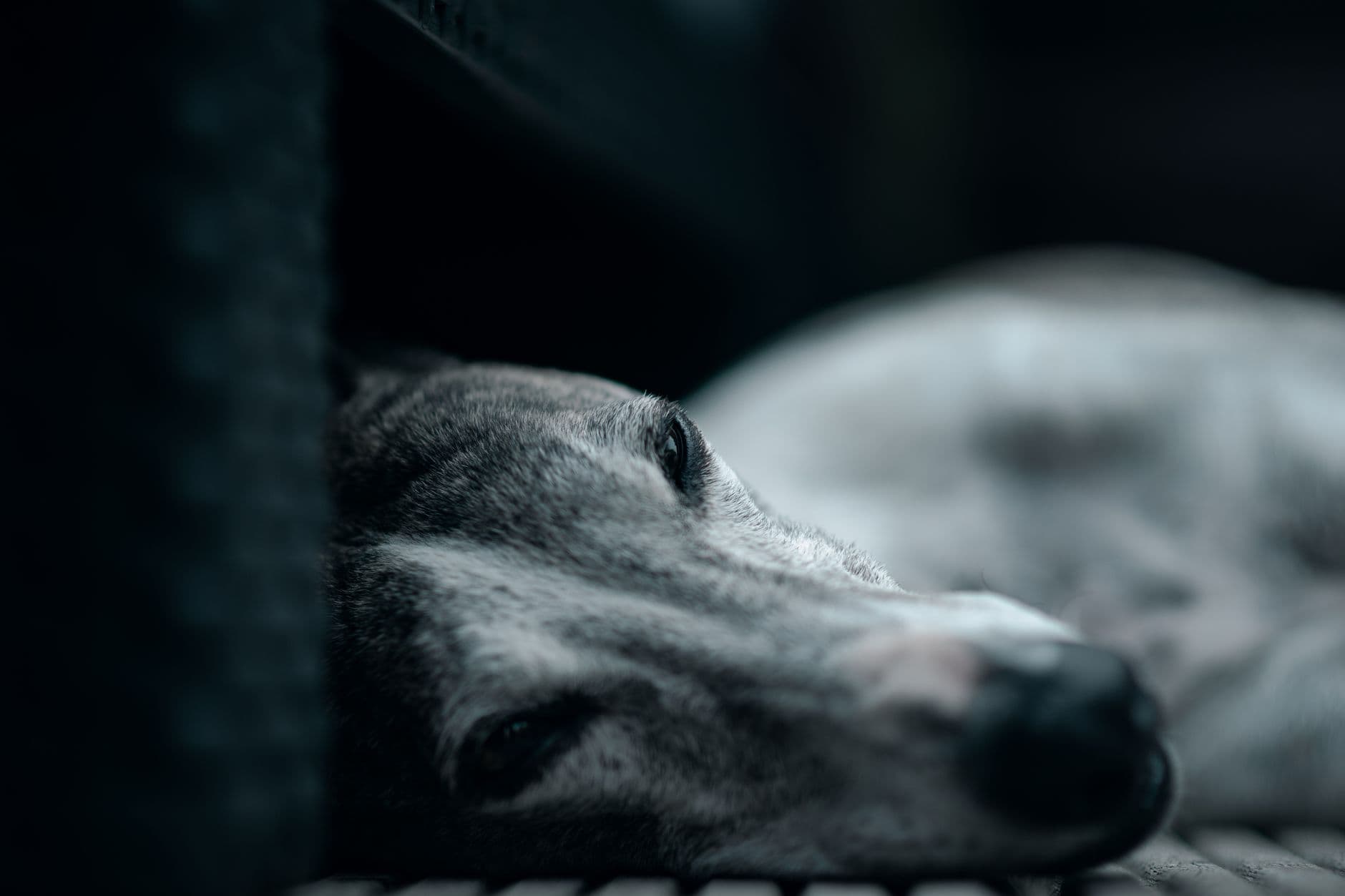 Ruhig liegender Windhund