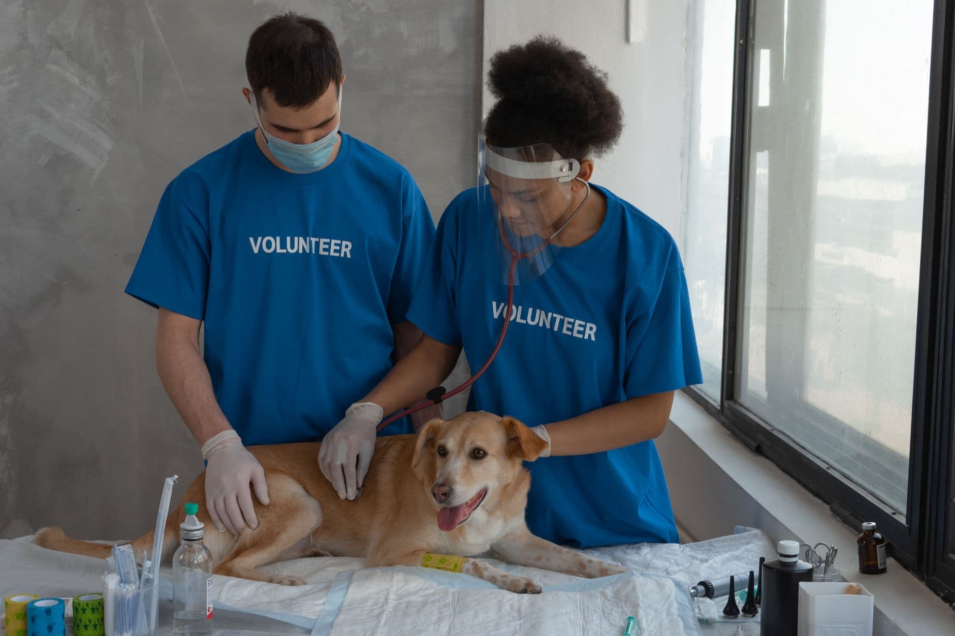 Hund bei einem Gesundheitscheck in einer Tierarztpraxis
