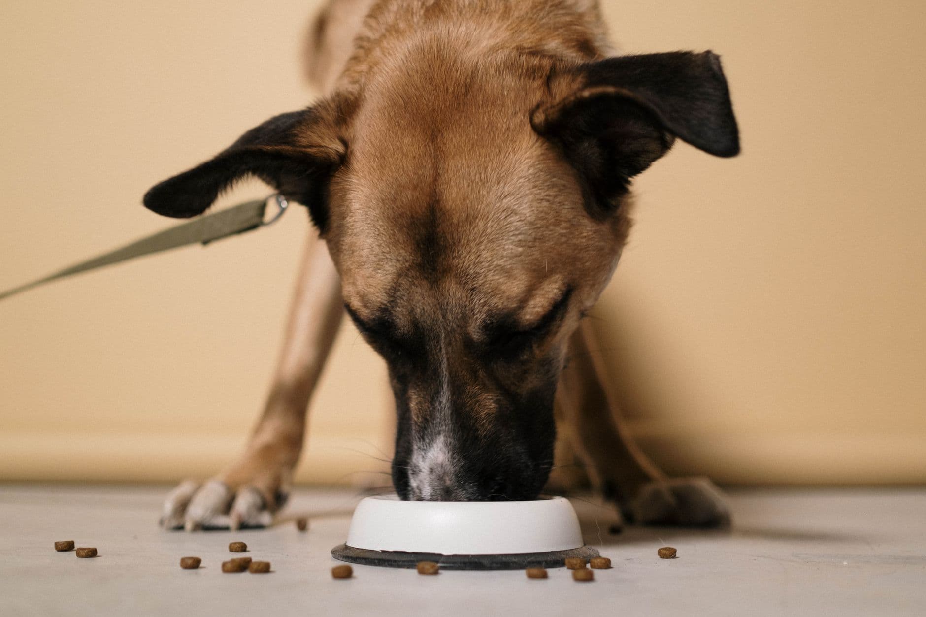 Hund frisst Trockenfutter aus einem weißen Napf