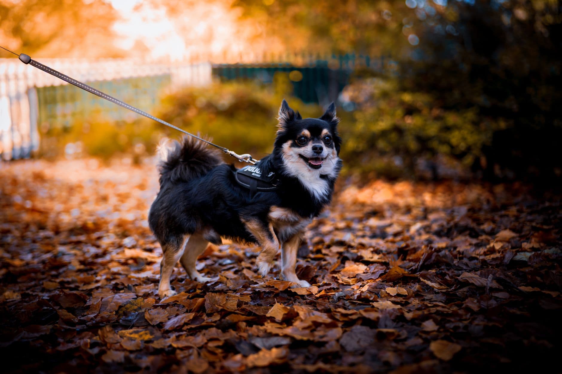 Chihuahua an der Leine bei einem Spaziergang durch Herbstlaub
